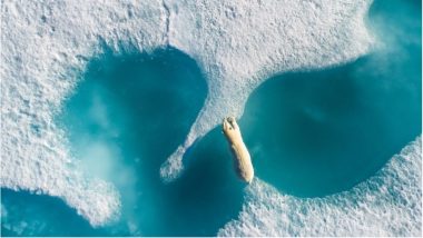 Drone Awards 2018: 'Above the Polar Bear' & Other Winning Photographs will Leave You Mesmerised
