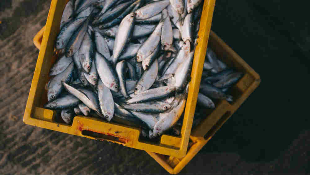 COVID-19 Threat in India: FSSAI Working to Improve Hygiene at Fish and Meat Markets Amid Fears of Coronavirus Outbreak COVID-19 Threat in India: FSSAI Working to Improve Hygiene at Fish and Meat Markets Amid Fears of Coronavirus Outbreak