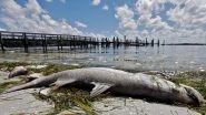 Florida Declares Emergency For Worst Red Tide: Know All About Deadly Algal Bloom Affecting Gulf Coast