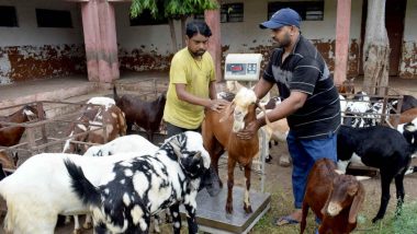 Bakra Eid 2018: Holiday Date in India on Eid al-Adha & Islamic Rules of Animal Slaughtering