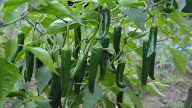 Kerala Flood: Green Chilly Sold for Rs 400 Per kg in Kochi