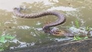 Snake Alert in Kerala as People Return Home in Flood Ravaged State, Hospitals Stocking Anti-Venom Medication