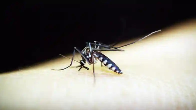 World's Deadliest Killer: Mosquitoes Are Biggest Cause of Human Deaths Around the World! | LatestLY