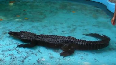 Muja, One of the Oldest Living Alligator Arrives at Belgrade Zoo! World War II Survivor Is Fit With an Enthusiastic Appetite