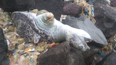 Olive Ridley Turtle Found Dead After Reportedly Hitting the Rocks in Mumbai’s Versova Beach
