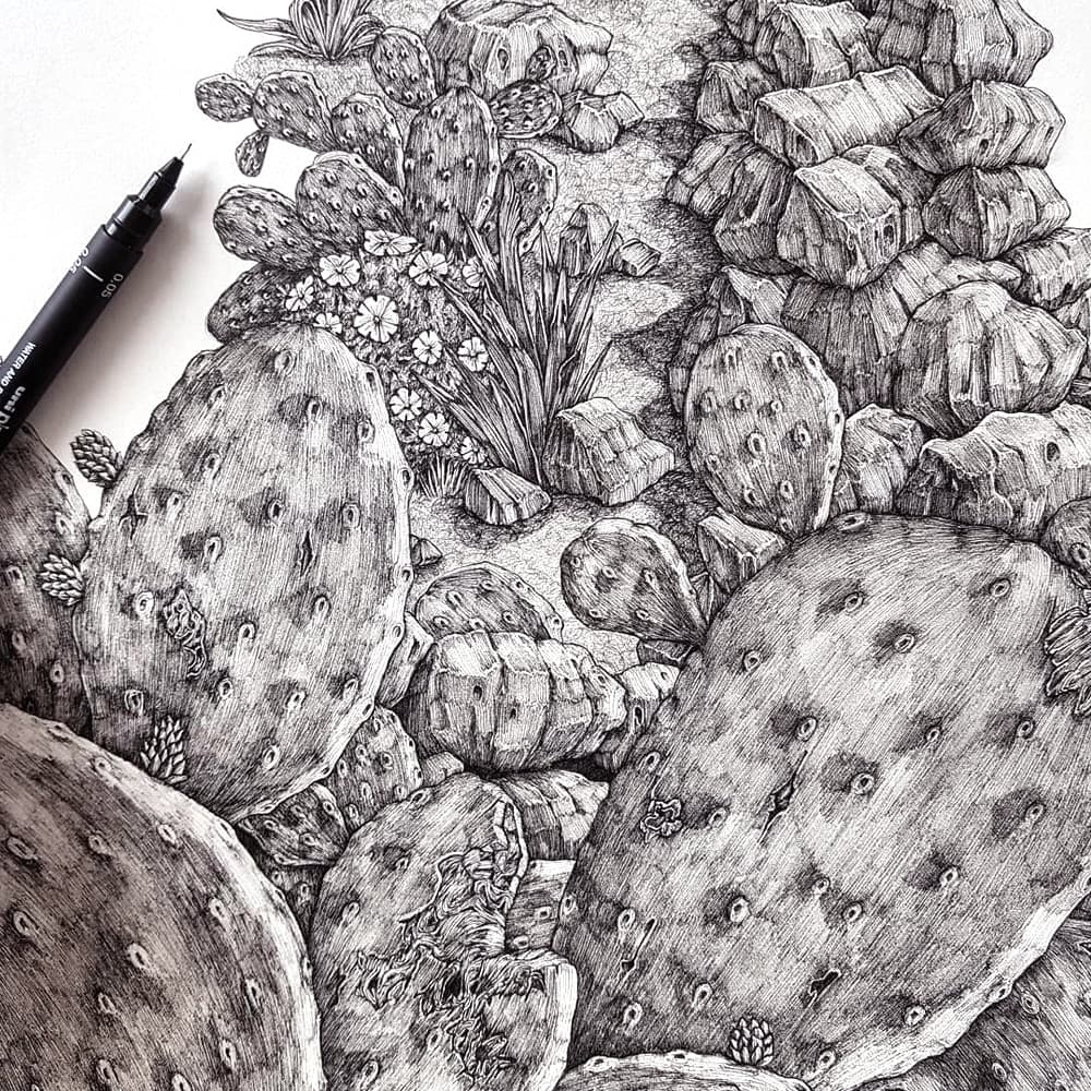 A cactus drawn by Kemp. A cactus drawn by Kemp.