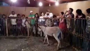 Donkey Show Real Video
