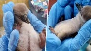 Humboldt Penguin Chick Hatched at Mumbai's Byculla Zoo! View Pics & Videos of India's First Baby Penguin