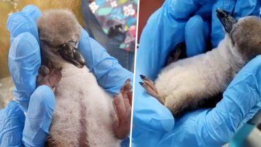 Humboldt Penguin Chick Hatched at Mumbai's Byculla Zoo! View Pics & Videos of India's First Baby Penguin