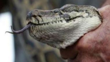 Python Rescued From BKC in Mumbai, Views Pics