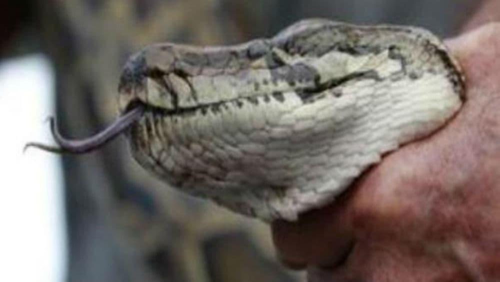 Indian Rock Python Spotted at Taj Mahal Parking Lot, Visitors Left Panicked Indian Rock Python Spotted at Taj Mahal Parking Lot, Visitors Left Panicked