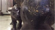 Rare & Endangered Pygmy Hippopotamus Born in Toronto Zoo (Watch Video)