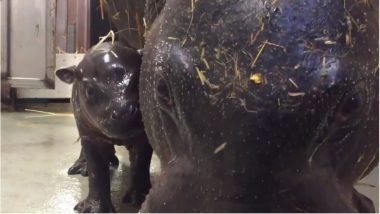 Rare & Endangered Pygmy Hippopotamus Born in Toronto Zoo (Watch Video)