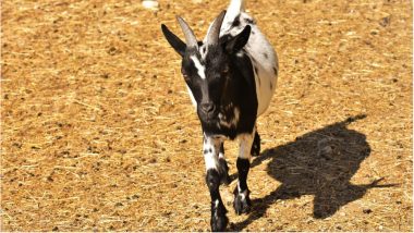 Bakra Eid 2018: Goat Inscribed with Word ‘Allah’ & Number '786' is Being Sold for Rs 70 Lakh at Deonar, Mumbai