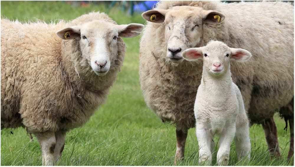 Sheeps Go on 'Crazy Sex Drive' After Drinking Water Spilled With Viagra in Ireland Sheeps Go on 'Crazy Sex Drive' After Drinking Water Spilled With Viagra in Ireland