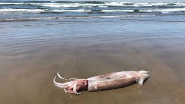 Rare 10-Foot-Long Squid Washes Ashore on Cannon Beach in US' Oregon Coast (View Pics)