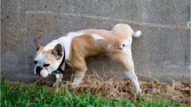 Short Dog Syndrome: Smaller Dogs Urinate Higher Up Lamp Posts to Make Themselves Look Intimidating