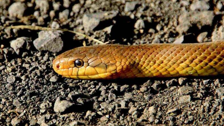Maharashtra: Sand Boa Snake Worth Rs 50 Lakh Seized in Panvel, One Held Maharashtra: Sand Boa Snake Worth Rs 50 Lakh Seized in Panvel, One Held