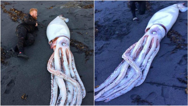 Divers Encounter Giant Squid on New Zealand Beach and The Pics Are Creepy!