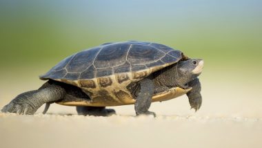 How Did Turtles Get Their Shell? Ancient Fossil With No Shell Tries to Solve The Mystery of Turtle Evolution