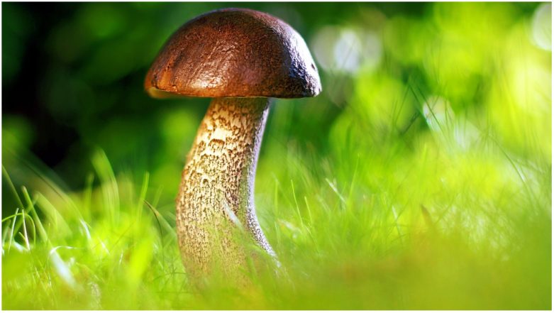 Why is Penis Shaped Like 'Mushrooms'?  It Cleans Your Love Rival's Sperm, Suggest The Weird Study |  🔬 LatestLY