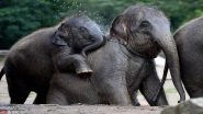 World Elephant Day 2018: Everything You Need to Know About the Importance of this Day