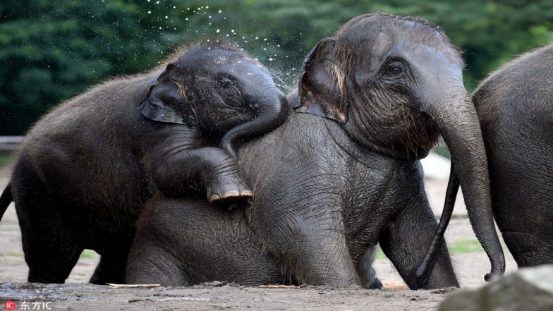 World Elephant Day 2018: Everything You Need to Know About the Importance of this Day