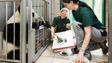 Panda at Vienna Zoo Learns Painting and Now Hundreds of Its ‘Artworks’ Are Being Sold for Rs 40,000 Each! (Watch Video)