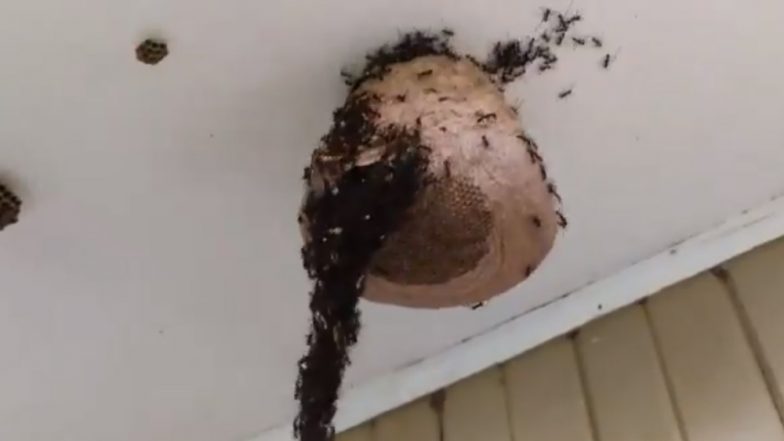 Army Ants Build Bridge to Attack Wasp Nest! Amazing Piece of Engineering Captured in Viral Video