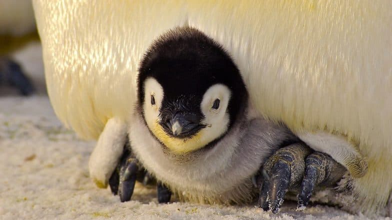 Penguin Released Back Into Wild After Swimming From New Zealand to Australia Penguin Released Back Into Wild After Swimming From New Zealand to Australia