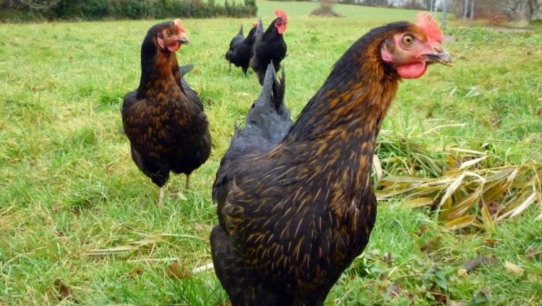 Apocalyptic Bird Flu Virus From Chicken Farms May Have Potential to Erase Half of Global Population