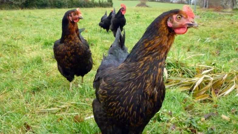 UK Man Admits Having Penetrative Sex with Chickens While His Wife Filmed Him & Downloading X-Rated Images of Children