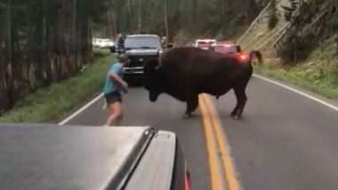 Man Teases Bison in Yellowstone National Park to Get What He Deserves! Watch Viral Video