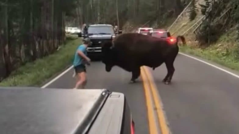 Man Taunts Bison in Yellowstone National Park, Gets What He Deserves
