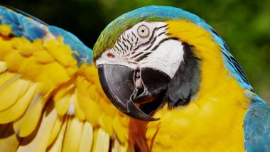 Birds Found Blushing Like Humans! Scientists Believe It’s Their Way of Communicating