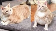 Bronson, 3-Year-Old Overweight Cat Has Personal Fitness Trainer For Weight-Loss, See Pics