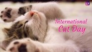 International Cat Day 2018: These Funny Cat Videos Will Steal Your Mid-Week Blues