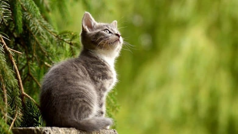 UK National Dies of Rabies After Being Bitten by Cat in Morocco; Know the Early Symptoms of This Deadly Virus Disease UK National Dies of Rabies After Being Bitten by Cat in Morocco; Know the Early Symptoms of This Deadly Virus Disease