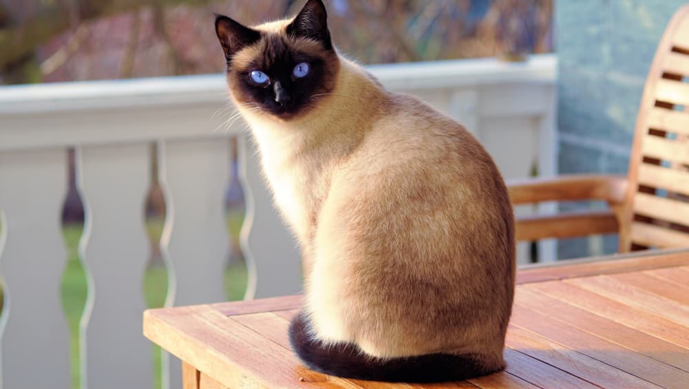A stunning Siamese cat with sea blue eyes A stunning Siamese cat with sea blue eyes