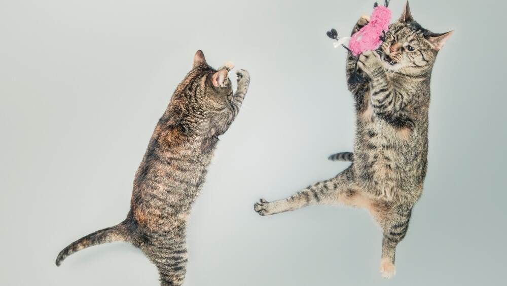 Two grey tabbies in play Two grey tabbies in play