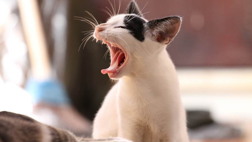 Sleepy kitty can't hold back a yawn. Sleepy kitty can't hold back a yawn.