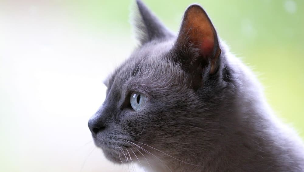 Russian blue kitty in a pensive mood. Russian blue kitty in a pensive mood.