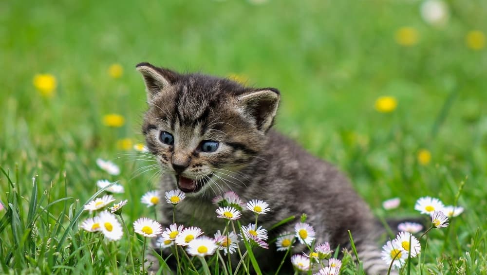 Grey tabby among flowers Grey tabby among flowers