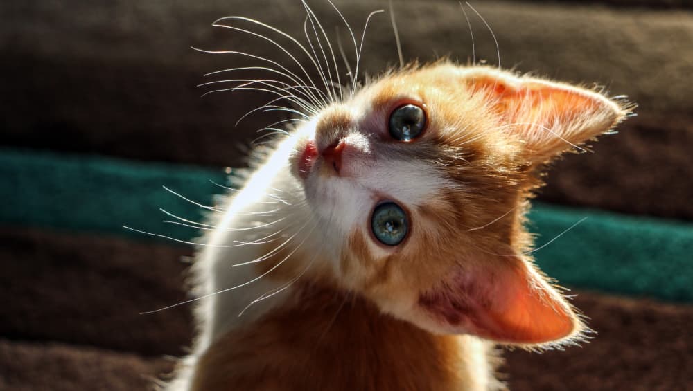 Beautiful kitten sunbathing Beautiful kitten sunbathing