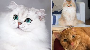 Cuteness Alert! On International Cat Day 2018, Look at Some Top Followed Cats on Instagram