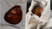 Baby Squirrel Taken into Police Custody After Chasing a Man in Germany