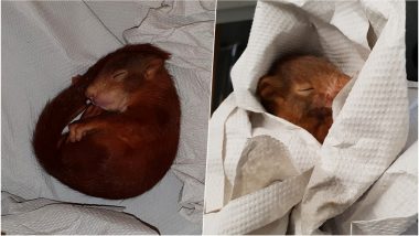 Baby Squirrel Taken into Police Custody After Chasing a Man in Germany