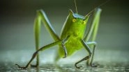 Eat Crickets For A Healthy Stomach? 5 Facts About Eating Insects, Bugs and Other Creepy Crawlies
