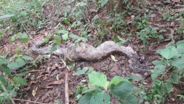 Python Swallowed a Baby Monkey, The Monkeys Later Killed The Snake! View Pic