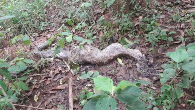 Python Swallowed a Baby Monkey, The Monkeys Later Killed The Snake! View Pic Python Swallowed a Baby Monkey, The Monkeys Later Killed The Snake! View Pic